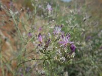 Centaurea virgata 1, Saxifraga-Ed Stikvoort